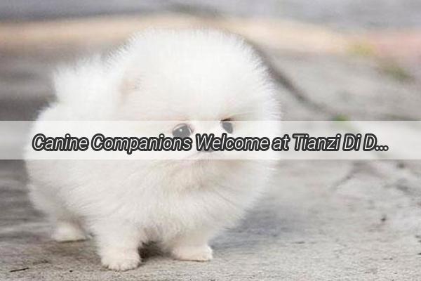 Canine Companions Welcome at Tianzi Di Discover the PetFriendly Paradise